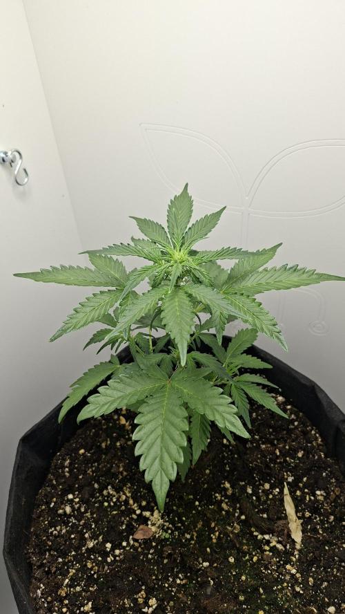 Mini grow one large. Week 4