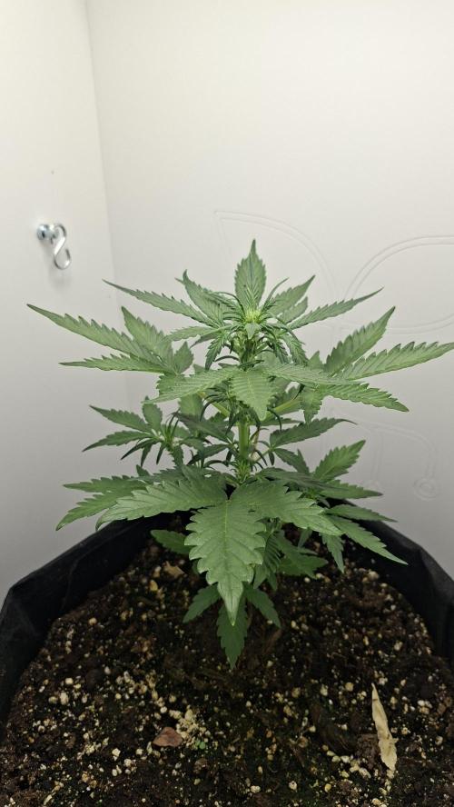 Mini grow one large. Week 4