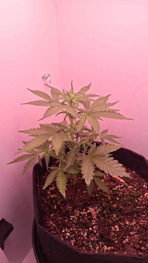 Mini grow one large. Week 4 - Inmiddels 4 weken verder 