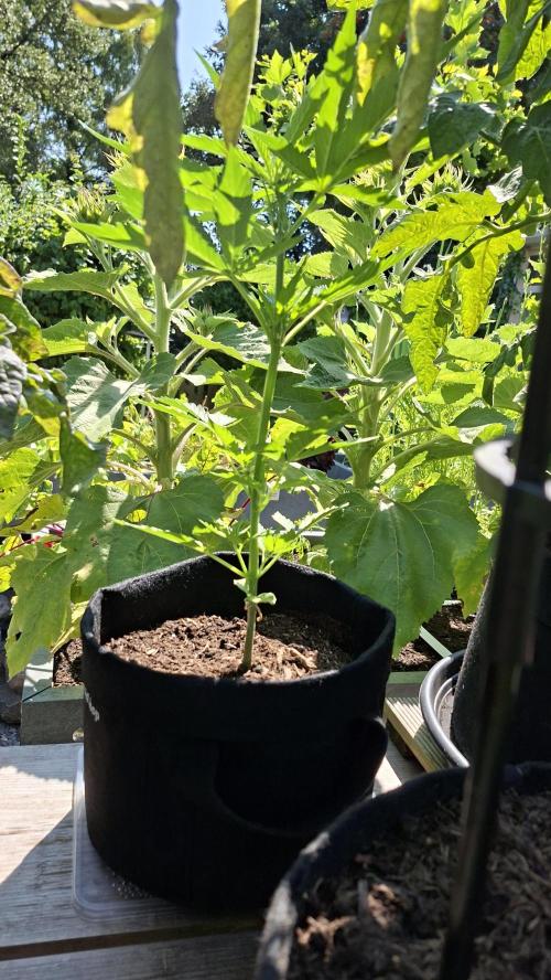 Mini grow one large. Week 4