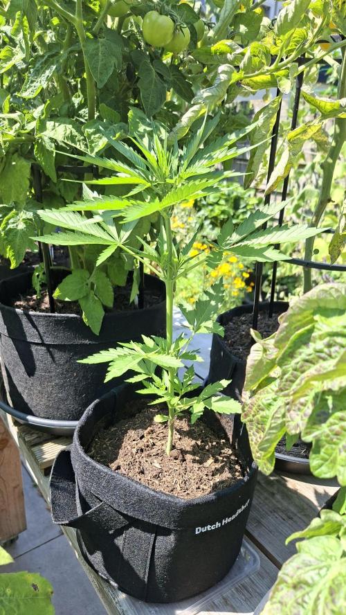 Mini grow one large. Week 4