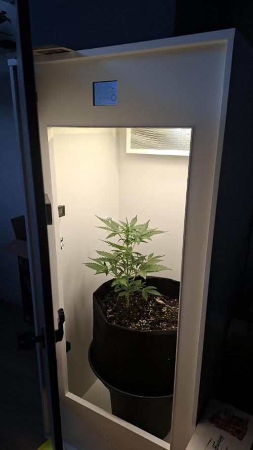 Mini grow one large. Week 4 - Hier een foto met de kast erbij.

