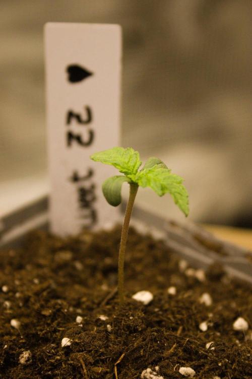 Northern Lights & OG Kush & Sweet ZZ. Week 1 - Sweet ZZ