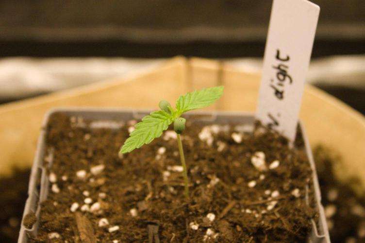 Northern Lights & OG Kush & Sweet ZZ. Week 1 - Northern Light