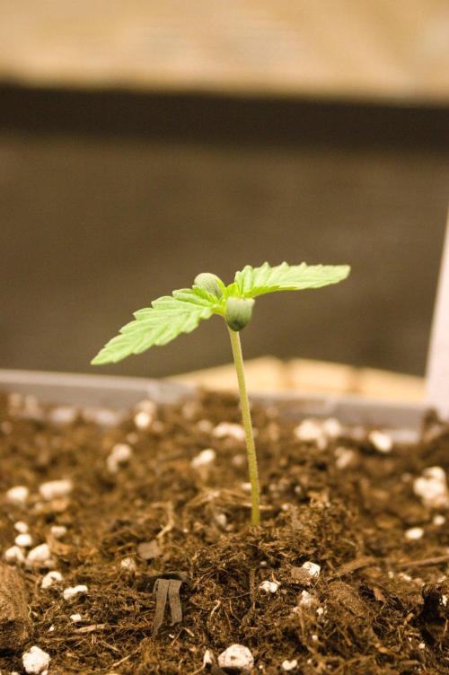 Northern Lights & OG Kush & Sweet ZZ. Week 1 - Northern Light