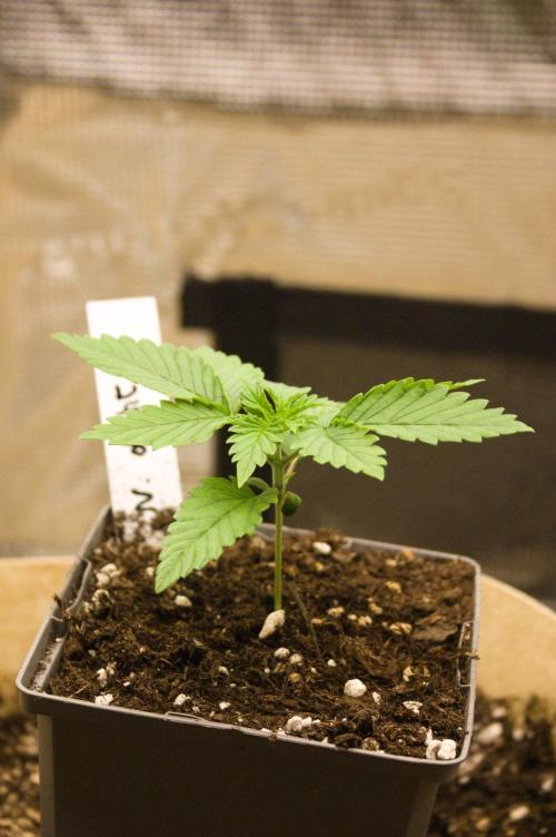 Northern Lights & OG Kush & Sweet ZZ. Week 2 - NL 08/24/2026