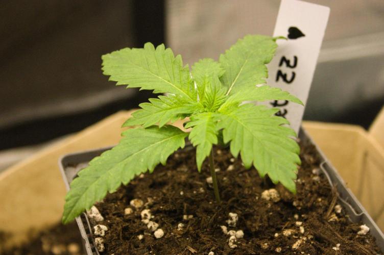 Northern Lights & OG Kush & Sweet ZZ. Week 2 - SZ 08/24/2026