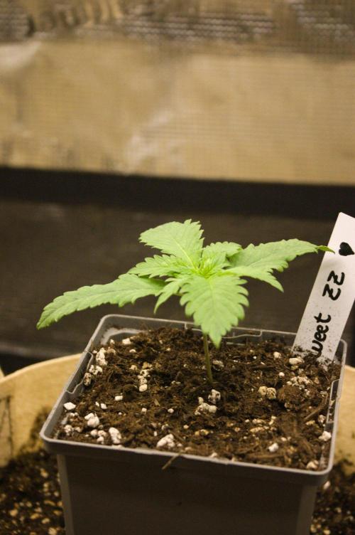 Northern Lights & OG Kush & Sweet ZZ. Week 2 - SZ 08/24/2026