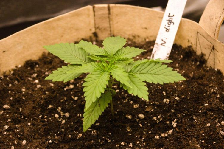 Northern Lights & Sweet ZZ. Week 2 - 08/26/2026 NL