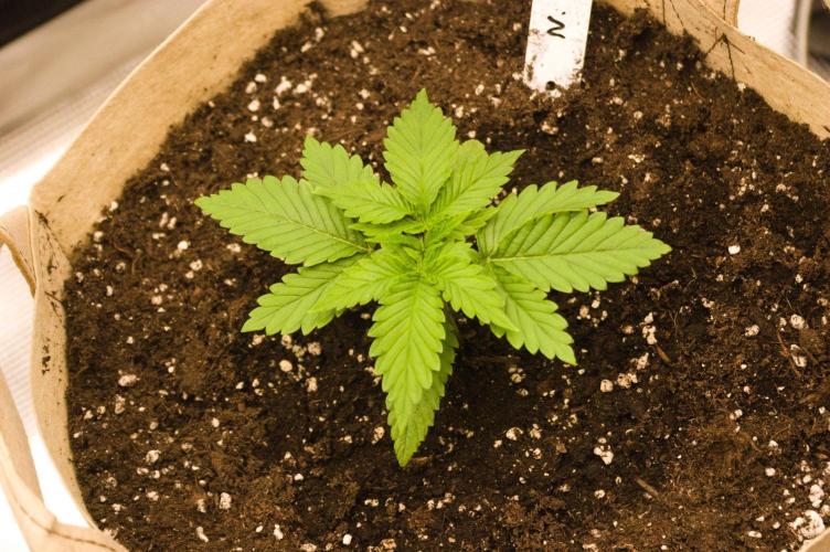 Northern Lights & Sweet ZZ. Week 2 - 08/26/2026 NL