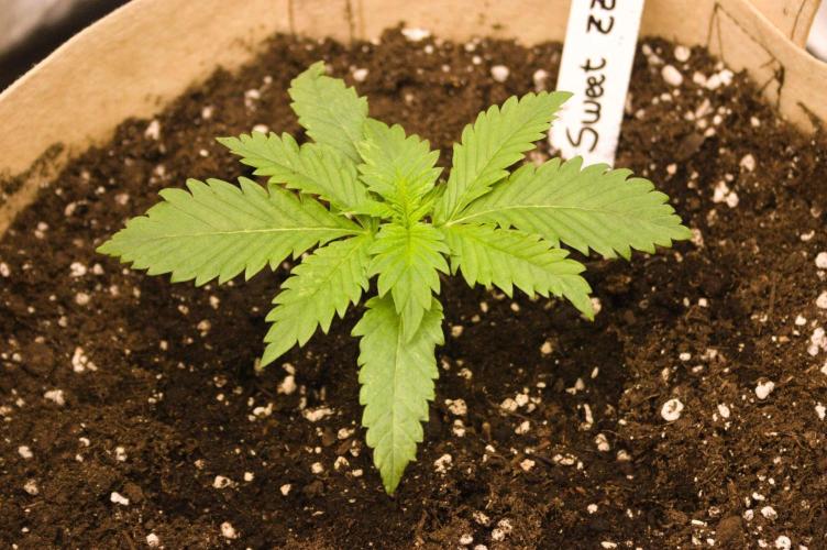 Northern Lights & Sweet ZZ. Week 2 - 08/26/2026 SZ
