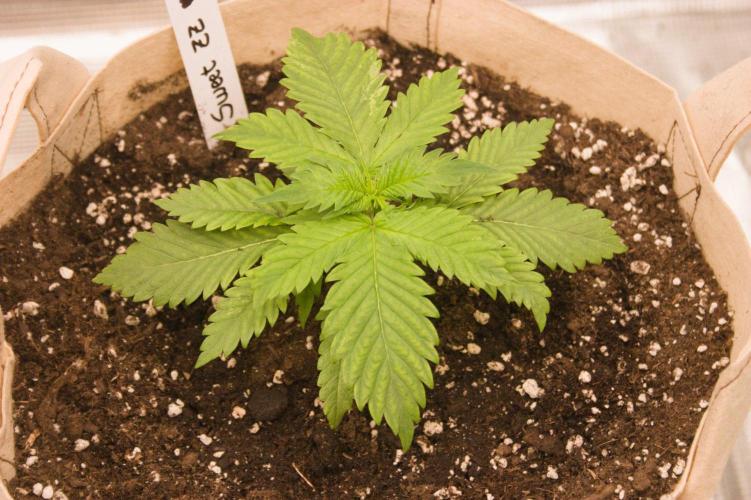 Northern Lights & Sweet ZZ. Week 2 - 08/30/2026 SZ