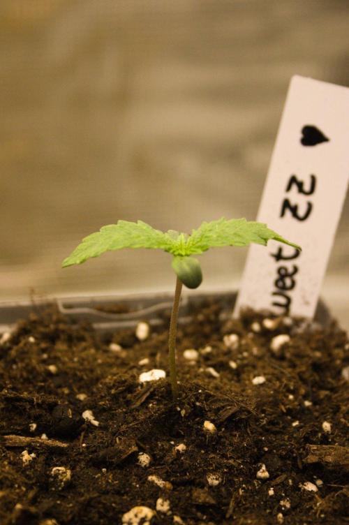 Northern Lights & Sweet ZZ. Week 1 - SZ 08/18/2026