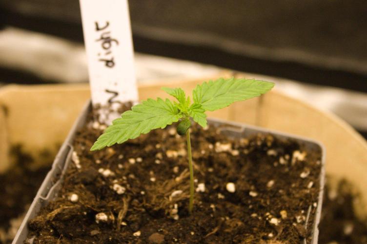 Northern Lights & Sweet ZZ. Week 1 - NL 08/19/2026