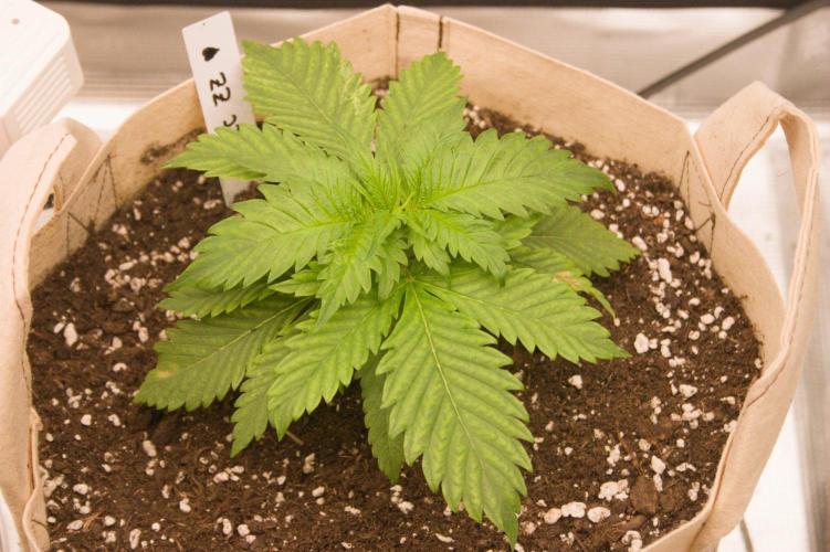 Northern Lights & Sweet ZZ. Week 3 - 09/01/2026 SZ