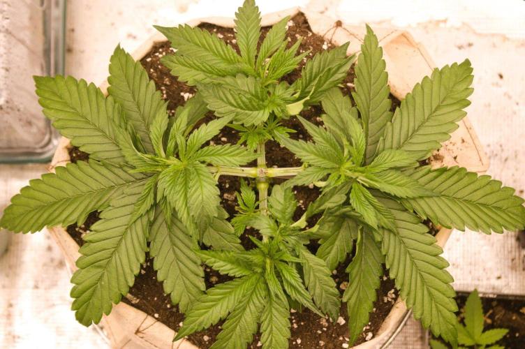 First grow. Week 4 - NL 09/08/2026 after defoliation