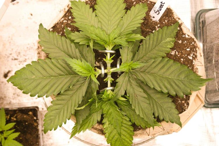 First grow. Week 4 - SZ 09/08/2026 after defoliation