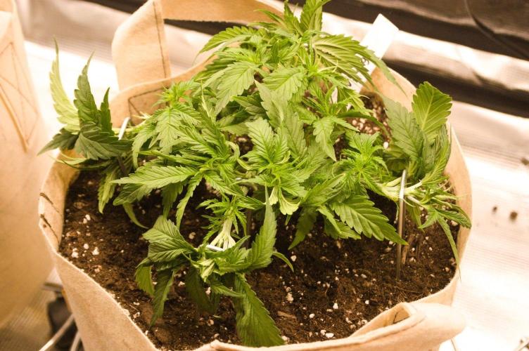 First grow. Week 4 - NL 09/12/2026