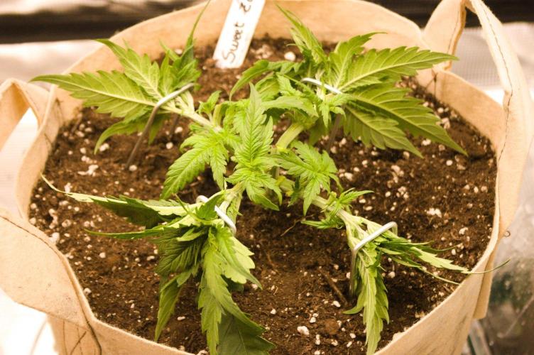 First grow. Week 4 - SZ 09/12/2026
