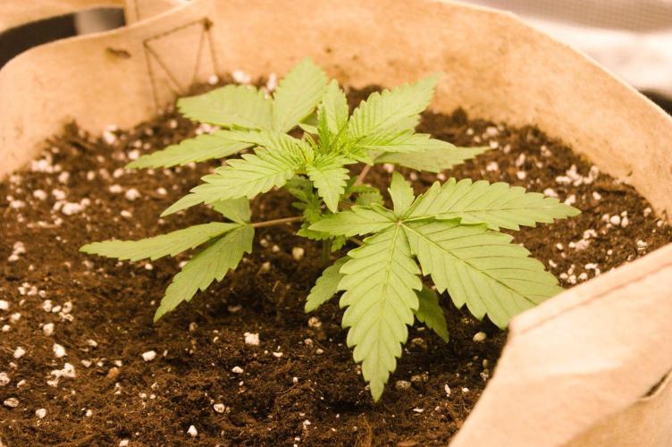 First grow. Week 4 - Hindu Kush