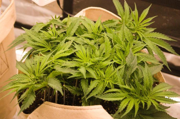 First grow. Week 5 - NL 09/17/2026