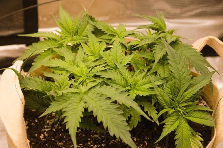 First grow. Week 5 - SZ 09/17/2026