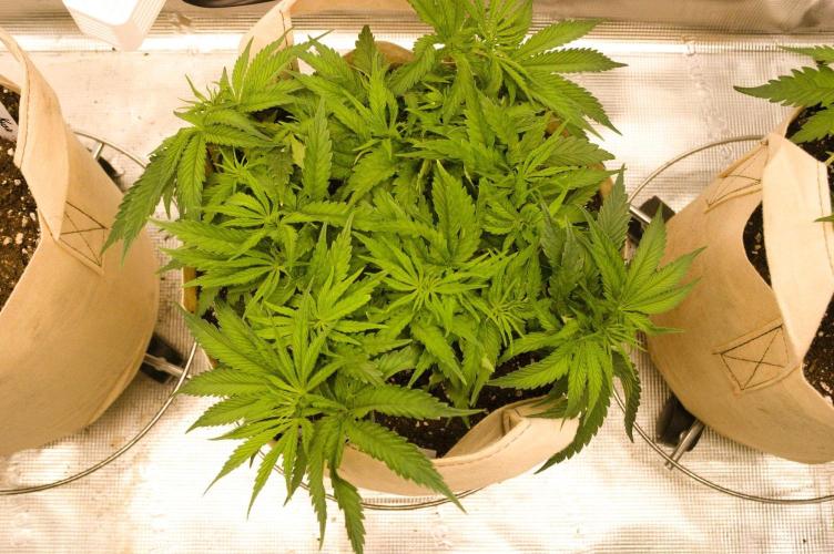 First grow. Week 5 - NL 09/17/2026