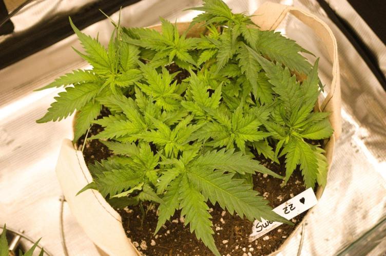 First grow. Week 5 - SZ 09/17/2026