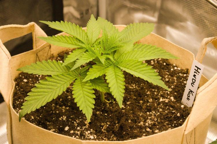 First grow. Week 5 - Hindu Kush 09/17/2026