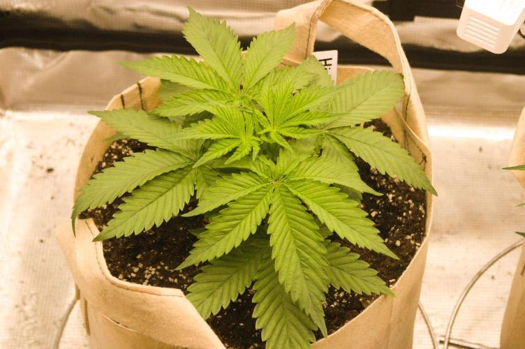 First grow. Week 5 - Hindu Kush 09/20/2026