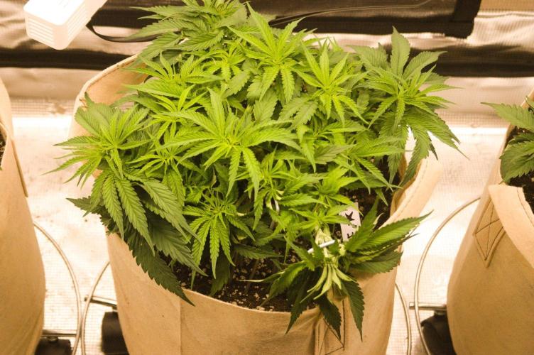 First grow. Week 5 - NL 09/20/2026