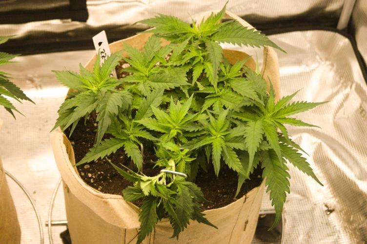 First grow. Week 5 - SZ 09/20/2026
