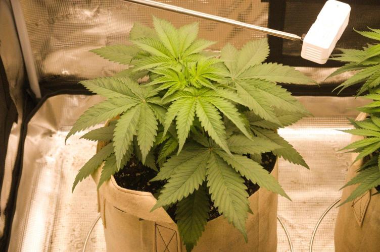 First grow. Week 6 - HK 09/25/2026
