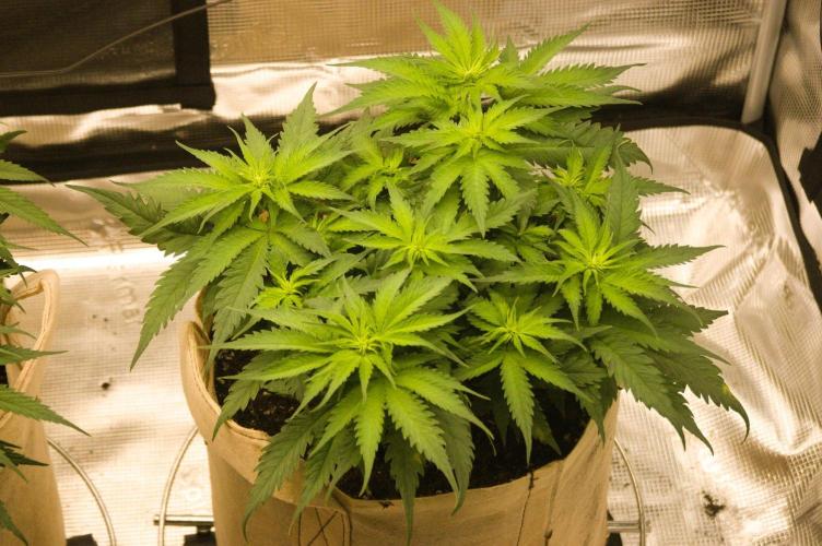 First grow. Week 6 - SZ 09/25/2026