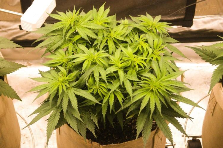 First grow. Week 6 - NL 09/25/2026