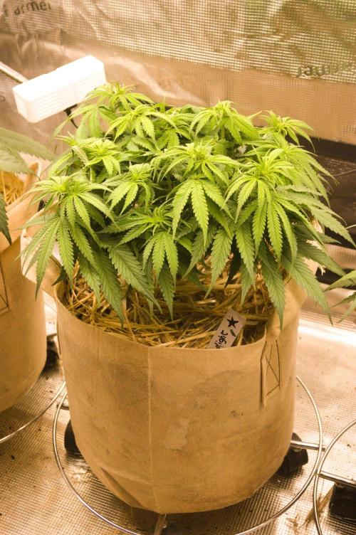 First grow. Week 6 - NL 09/27/2026