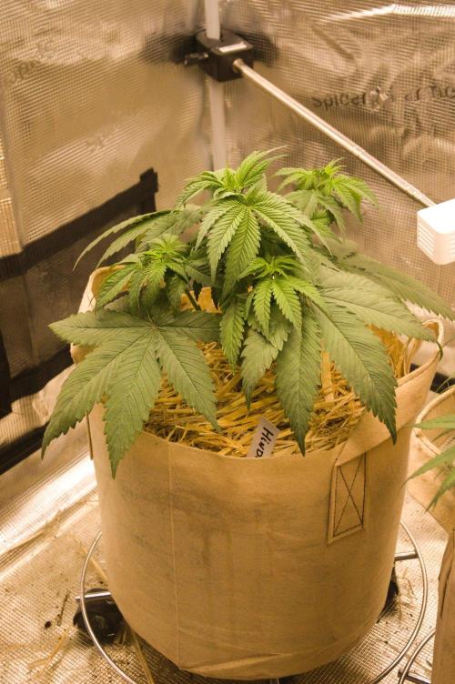 First grow. Week 6 - HK 09/27/2026
