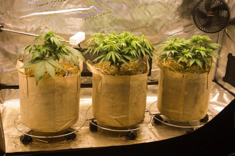 First grow. Week 6