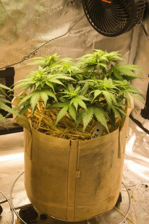 First grow. Week 6 - SZ 09/27/2026