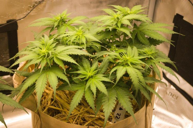 First grow. Week 6 - SZ 09/27/2026