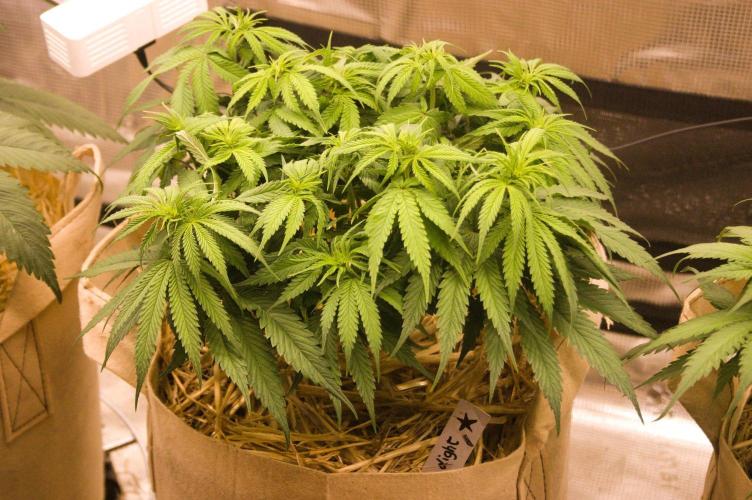 First grow. Week 6 - NL 09/27/2026