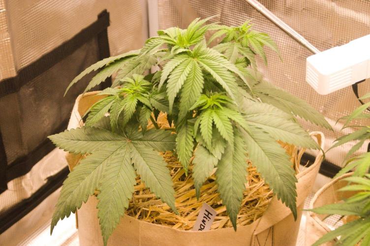 First grow. Week 6 - HK 09/27/2026