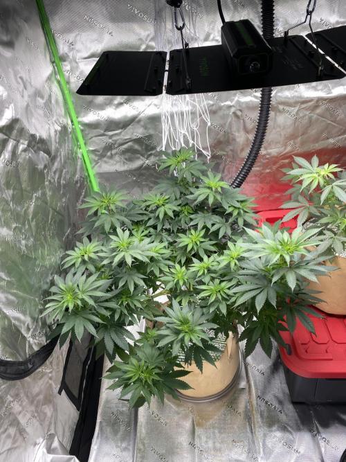 Gorilla Z Auto. Week 4