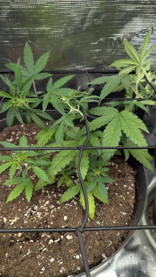 White Widow Auto / Neues Zelt. Week 5 - 5. Woche