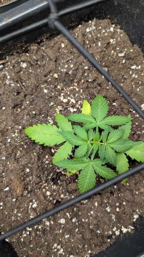 White Widow Auto / Neues Zelt. Week 5 - 4. Woche