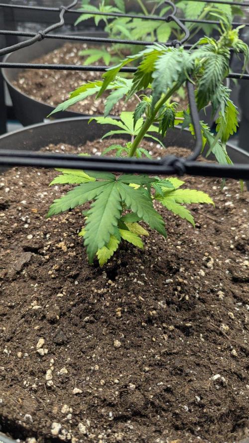 White Widow Auto / Neues Zelt. Week 5 - 5. Woche