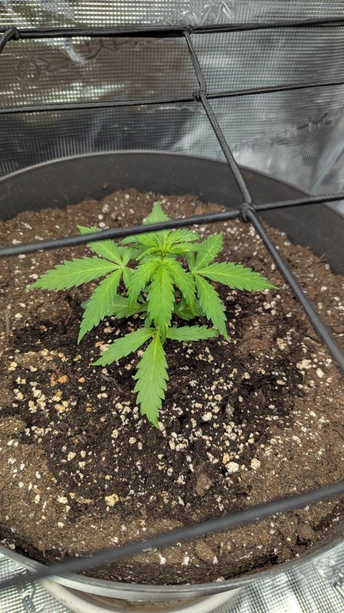 White Widow Auto / Neues Zelt. Week 5 - 4. Woche