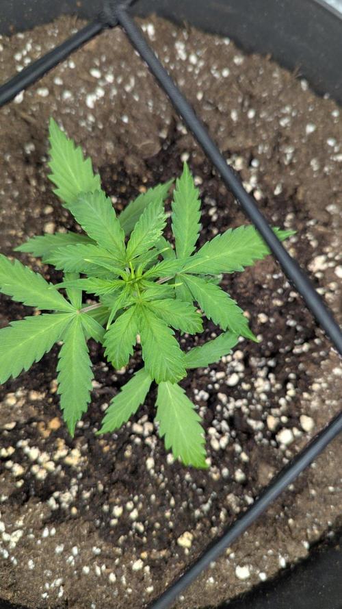 White Widow Auto / Neues Zelt