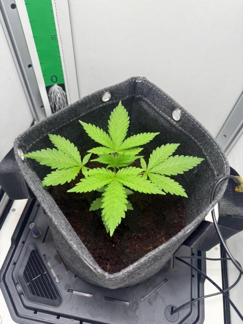 Super Boof. Week 3