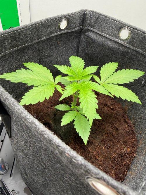Super Boof. Week 3